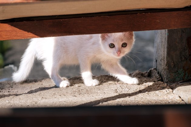 White kitten hiding in a shelter