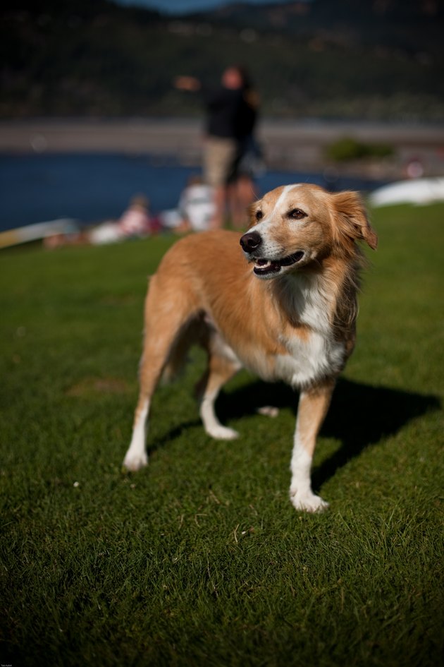 Three legged friend