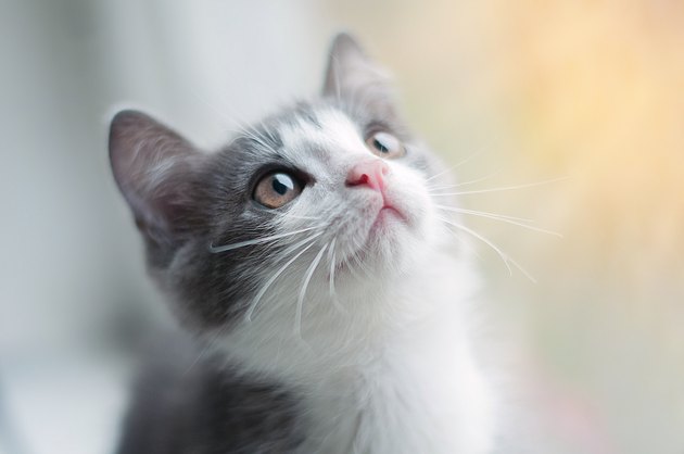 Little gray kitten with white nose