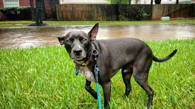 Dog Shivers in the Flooded Aftermath of Hurricane Harvey