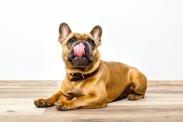 Close-Up Portrait Of Dog