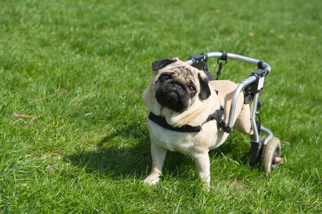 Handicapped dog