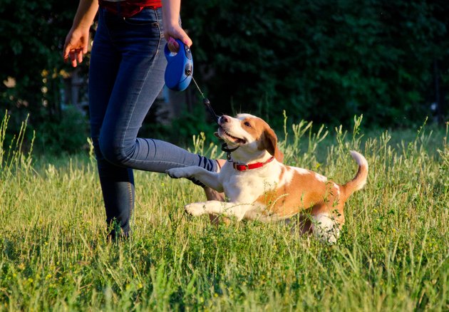 Cute playful beagle puppy running next to its owner
