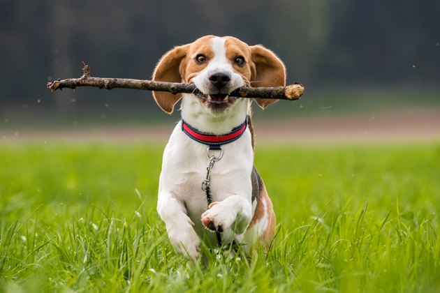Beagle dog running on a meadow with stick in mouth