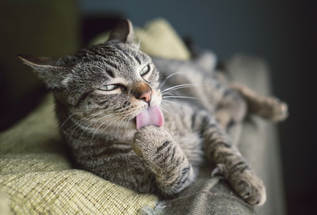 Tabby cat resting on a couch licking paw