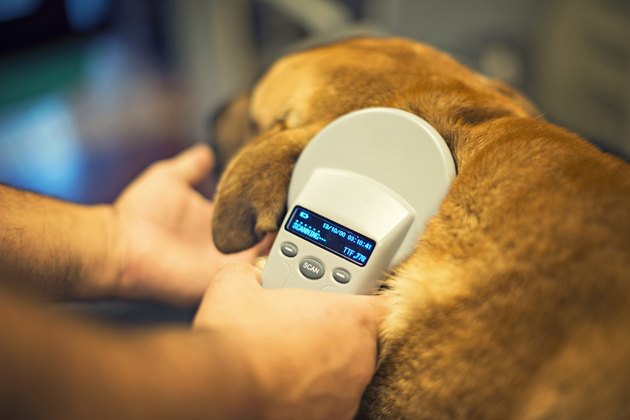veterinarian scans a microchip on a dog