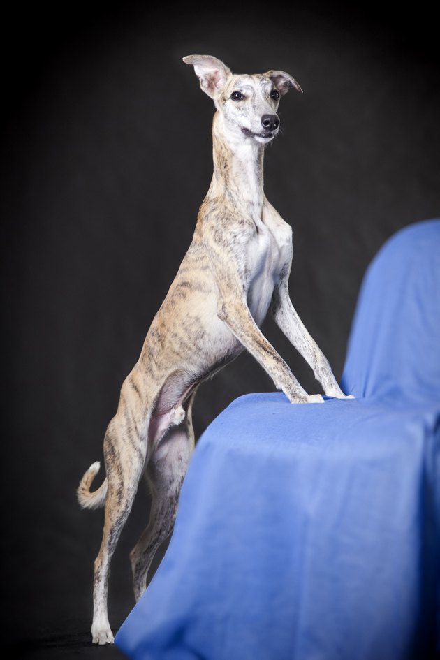 whippet dog standing against chair covered with blue cloth