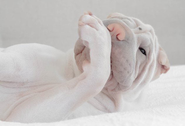 Shar-pei puppy dog licking his paw