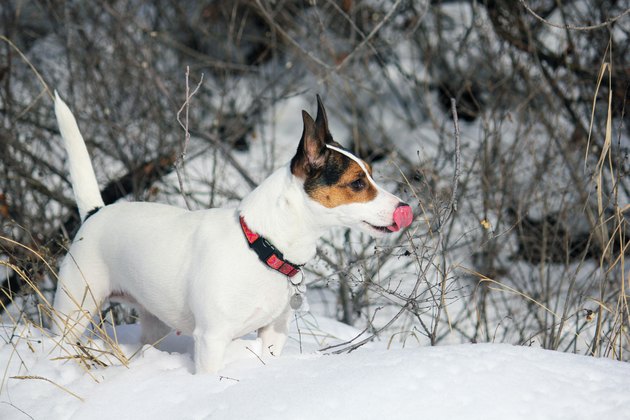 Dog standing in snow