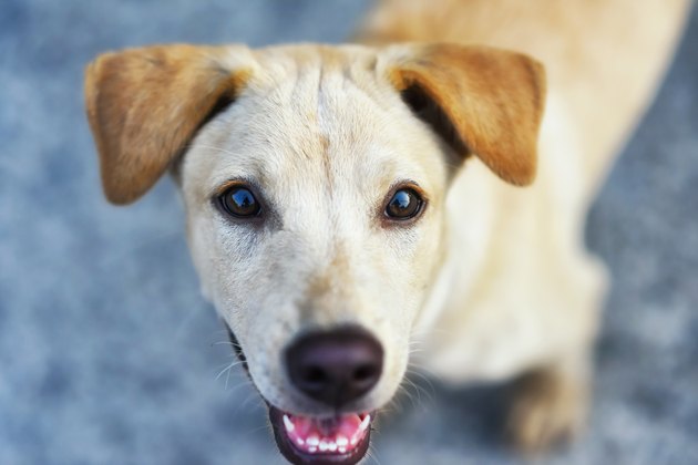 Adorable little brown puppy by top view