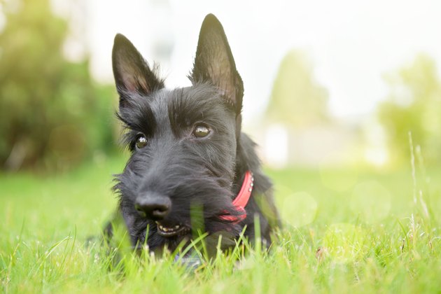 Scottish Terrier having fun on medow