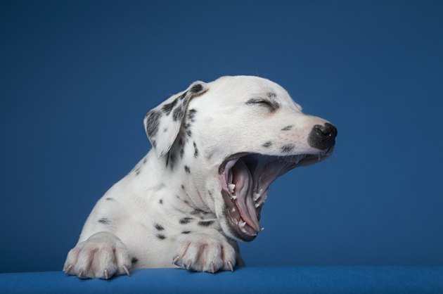 Dalmatian puppy yawning, against blue background