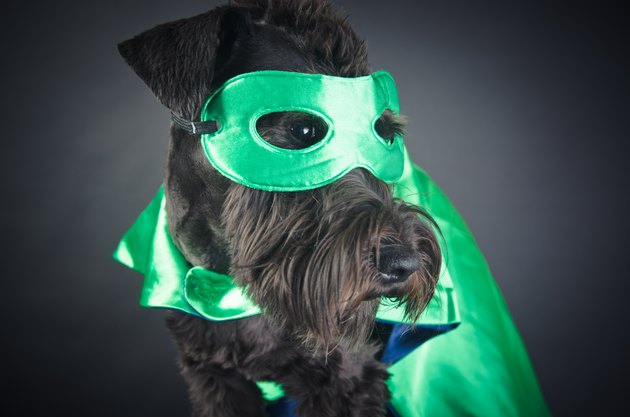 Super Dog