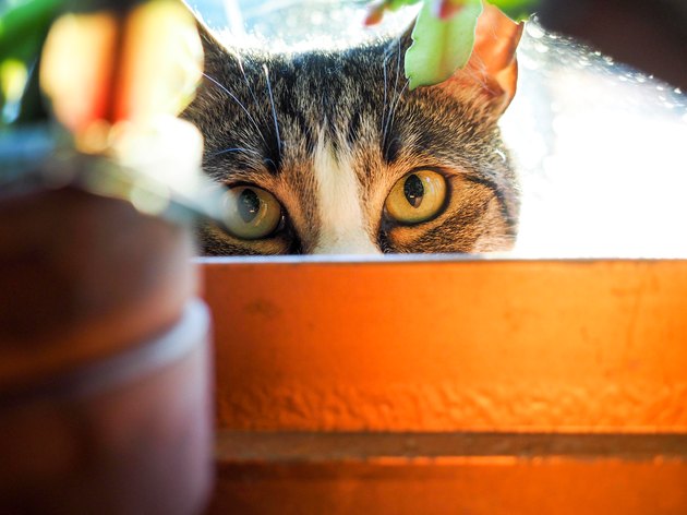 Cat Hiding in Flower Pot Staring With Cat Eyes