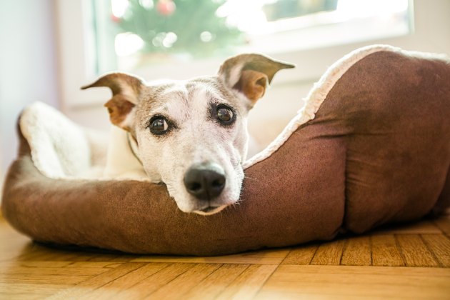 dog in bed resting and relaxing daydream