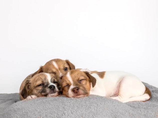 Pile of Puppies