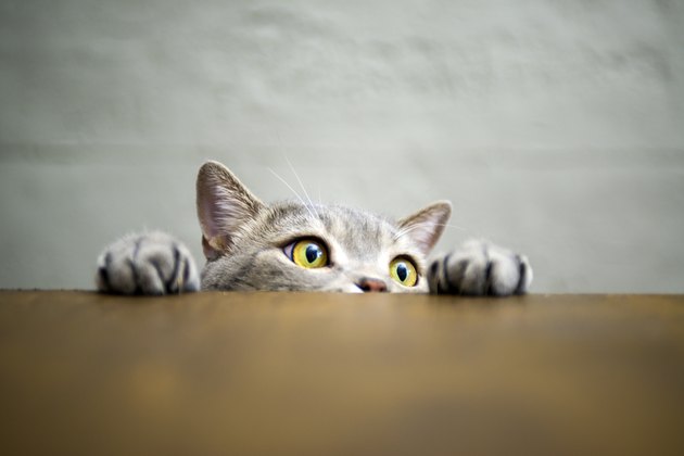 Big-eyed naughty cat showing paws on wooden table