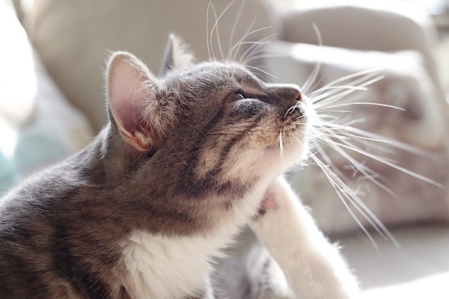 Close-Up Of Cat Looking Up At Home