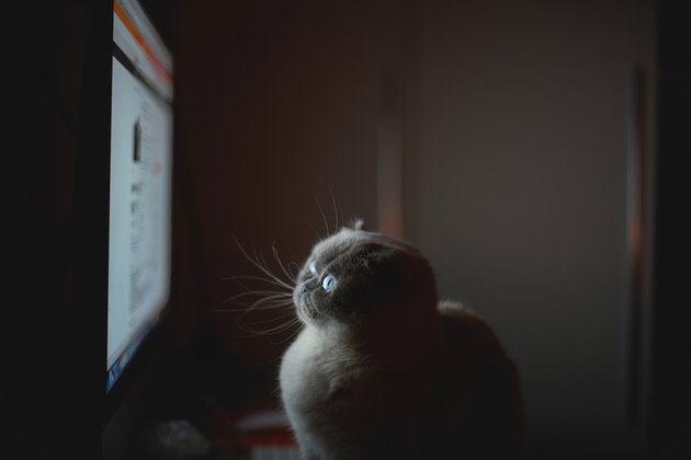 Scottish Fold