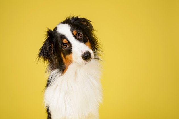 Happy Australian Shepherd Dog tilting head on yellow background