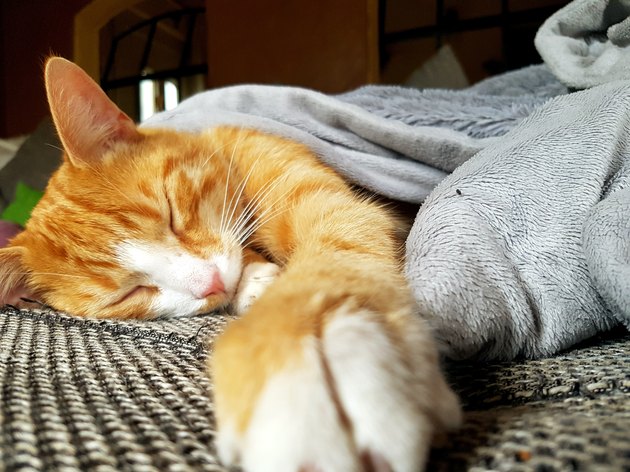 Close-Up Of Cat Sleeping At Home