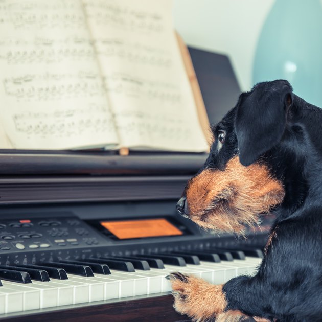 Dachshund