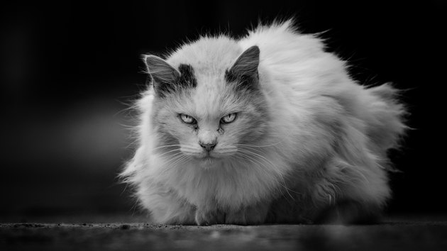 Close-Up Portrait Of Cat Sitting On Street