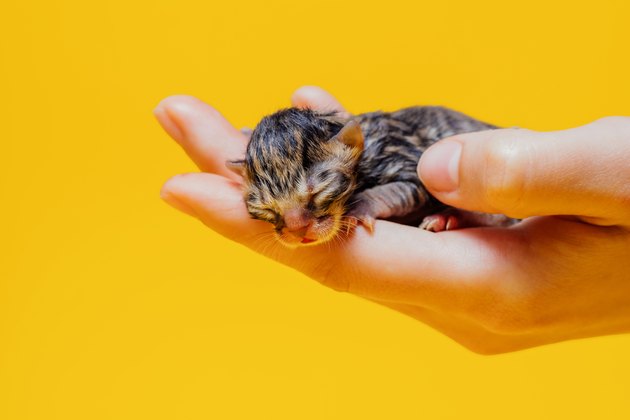 Crop person with newborn kitten in studio