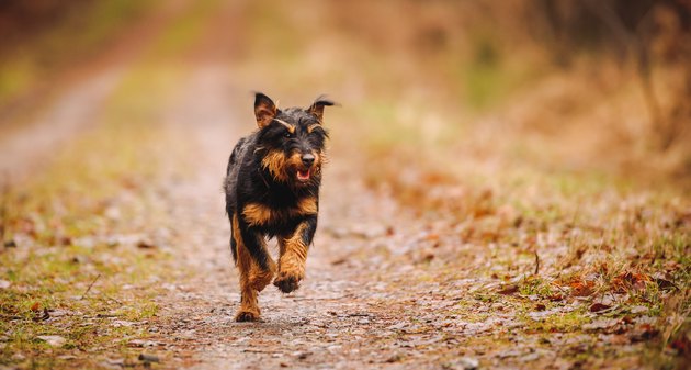 Jagdterrier Dog Breed Facts & Information | Cuteness