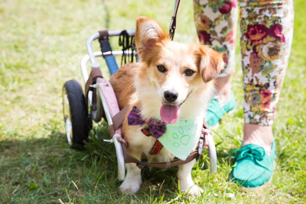 Happy paralyzed dog