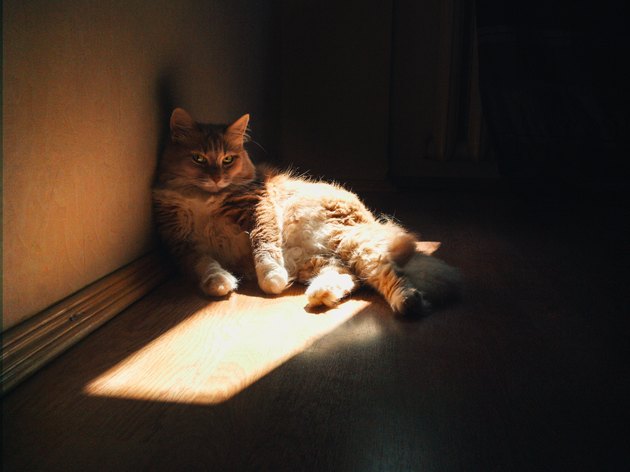 A cat lying lonely in the room