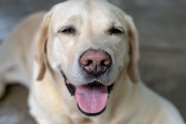 Yellow Lab Smiling
