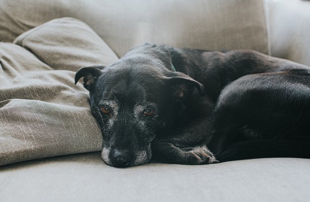 Elderly Dog lying on couch