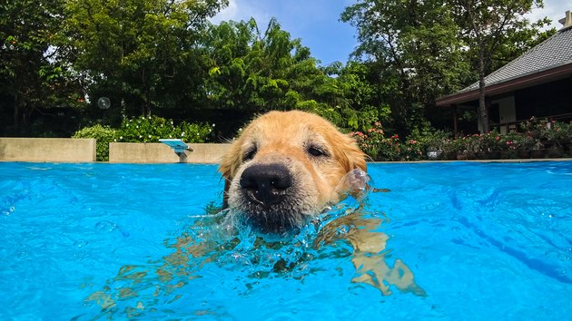Golden Retriever Puppy Exercises in Swimming Pool (Underwater View)