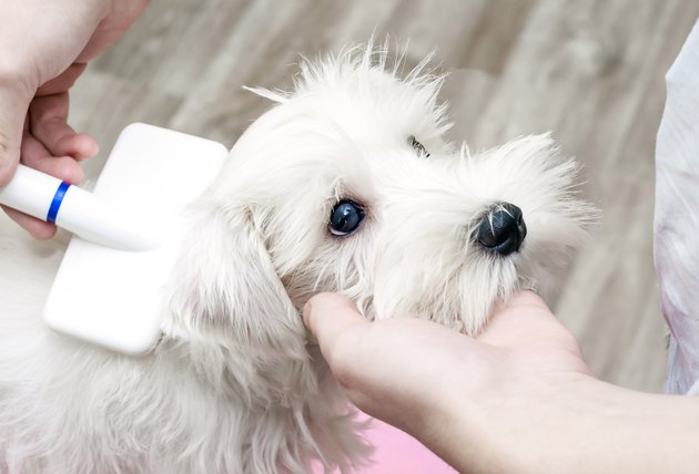 Grooming dog, man scratching puppy slicker