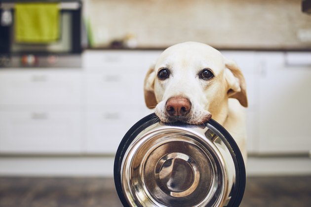 hungry dog holding food bowl