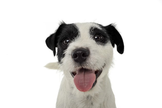 An adorable Parson Russell Terrier looking happy at the camera