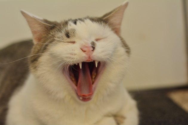 Close-Up Of Cat Yawning At Home