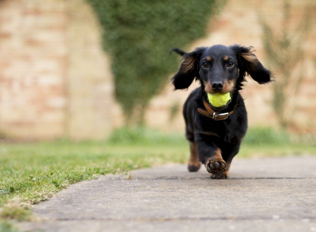 Dog with ball