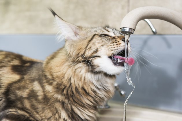 Cat drinking tap water from the sink