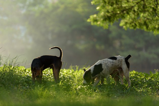 Three dogs are running out in the sunshine lawn.