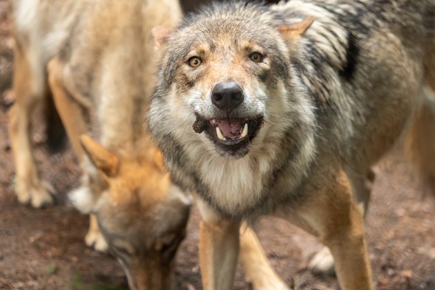 A wolf out in nature