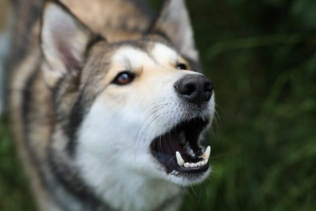 Barking husky dog