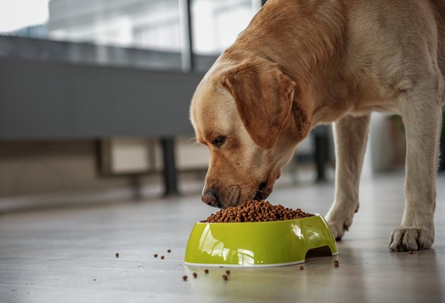 big dog eating kibble out of a bowl on the floor