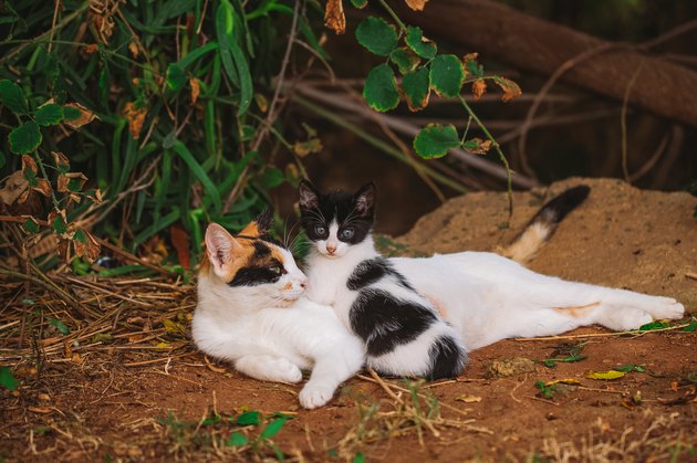 Portrait of happy family of two street cats relaxing