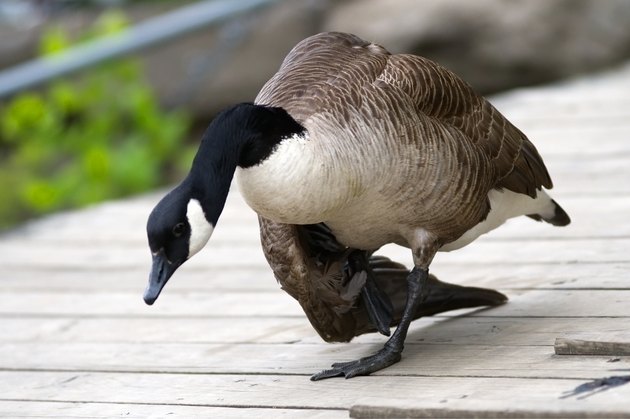 how-to-heal-a-broken-wing-cuteness