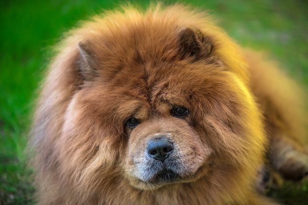 Chow Chow Dog Breed Facts & Information | Cuteness