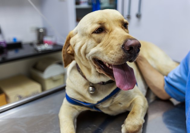 Veterinarian Examining and giving an IV to a sick Labrador dog.