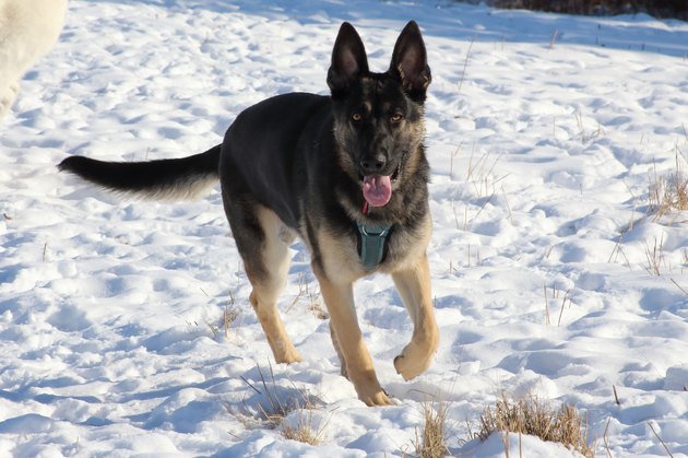 A young german sheherd walking towards the camera