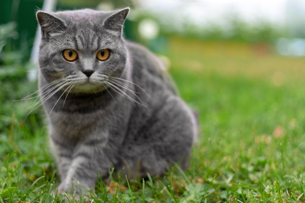 Gray adult british cat sitting in grass.